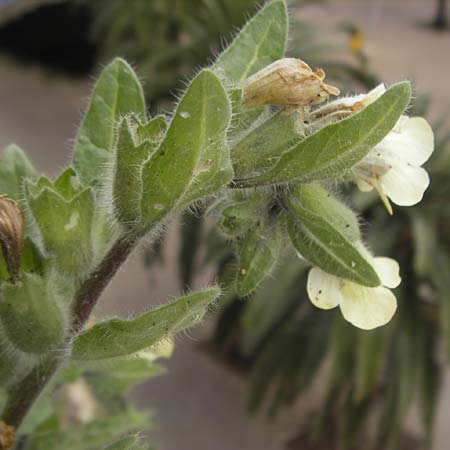 Hyoscyamus albus \ Wei&szlig;es Bilsenkraut / Round-Leaved Henbane, Mallorca/Majorca Palma 13.4.2012