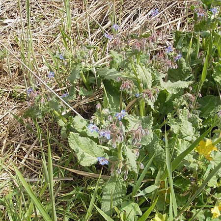 Borago officinalis \ Boretsch / Borago, Mallorca/Majorca Port de Andratx 3.4.2012