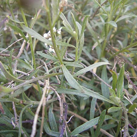 Lobularia maritima \ Strandkresse, Weies Steinkraut / Sweet Alison, Mallorca/Majorca Cala Pi 8.4.2012