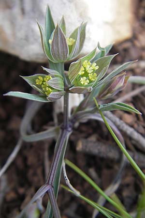 Bupleurum baldense \ Monte Baldo-Hasenohr / Small Hare's Ear, Mallorca/Majorca Andratx 26.4.2011