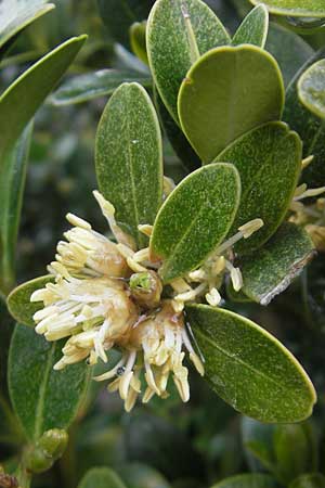 Buxus balearica \ Balearen-Buchsbaum / Balearic Box, Mallorca/Majorca Soller Botan. Gar.  4.4.2012