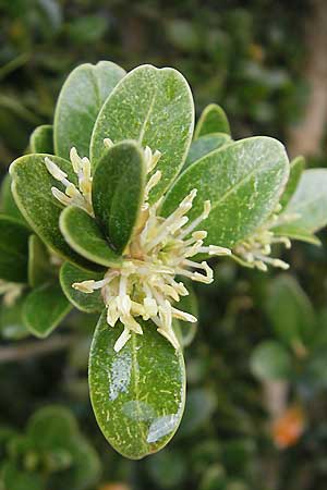 Buxus balearica \ Balearen-Buchsbaum / Balearic Box, Mallorca/Majorca Soller Botan. Gar.  4.4.2012