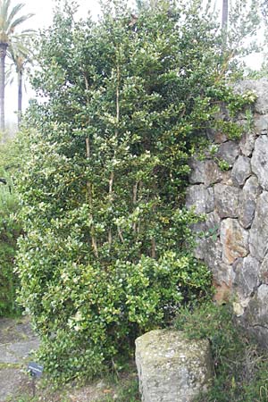 Buxus balearica \ Balearen-Buchsbaum / Balearic Box, Mallorca/Majorca Soller Botan. Gar.  4.4.2012