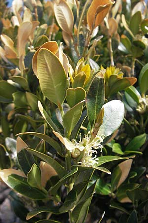 Buxus balearica \ Balearen-Buchsbaum / Balearic Box, Mallorca/Majorca Pollensa 11.4.2012