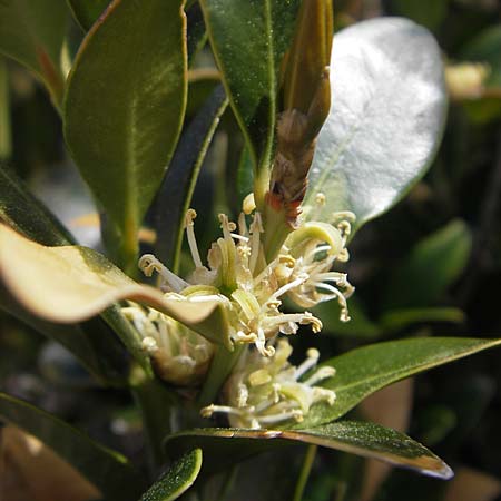 Buxus balearica \ Balearen-Buchsbaum / Balearic Box, Mallorca/Majorca Pollensa 11.4.2012