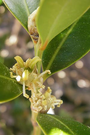 Buxus balearica \ Balearen-Buchsbaum / Balearic Box, Mallorca/Majorca Pollensa 11.4.2012