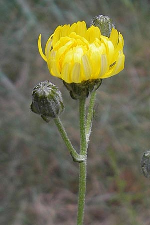 Crepis taraxicifolia \ L&ouml;wenzahnbl&auml;ttriger Pippau / Beaked Hawk's-Beard, Mallorca/Majorca Port de Andratx 3.4.2012