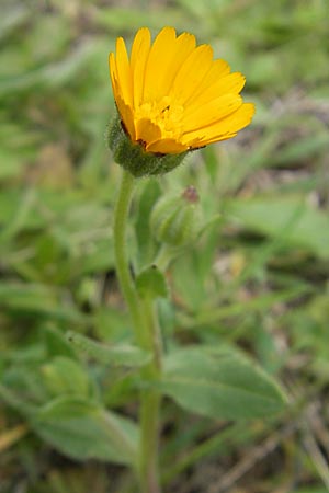 Calendula arvensis \ Acker-Ringelblume / Field Marigold, Mallorca/Majorca Andratx 3.4.2012