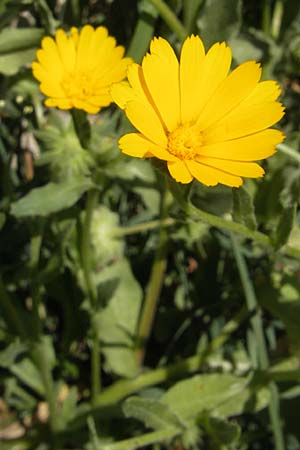 Calendula arvensis \ Acker-Ringelblume / Field Marigold, Mallorca/Majorca Llucmajor 8.4.2012