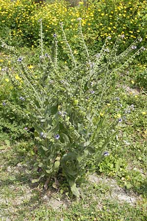Cynoglossum creticum \ Kretische Hundszunge / Cretan Hound's-Tongue, Mallorca/Majorca S'Albufera 30.4.2011
