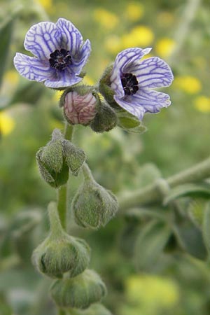 Cynoglossum creticum \ Kretische Hundszunge / Cretan Hound's-Tongue, Mallorca/Majorca S'Albufera 30.4.2011
