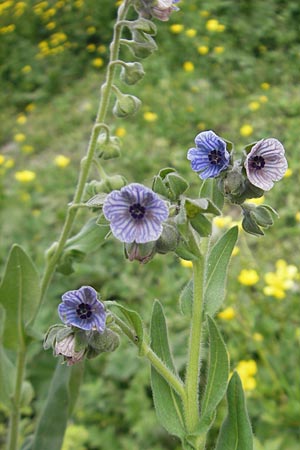 Cynoglossum creticum \ Kretische Hundszunge / Cretan Hound's-Tongue, Mallorca/Majorca S'Albufera 30.4.2011