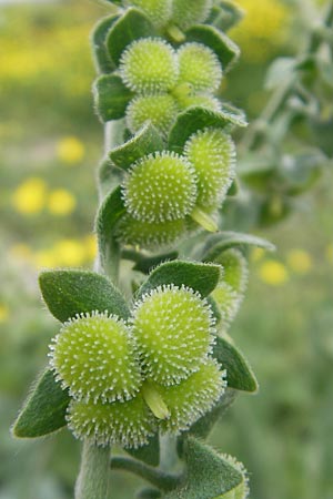 Cynoglossum creticum \ Kretische Hundszunge / Cretan Hound's-Tongue, Mallorca/Majorca S'Albufera 30.4.2011