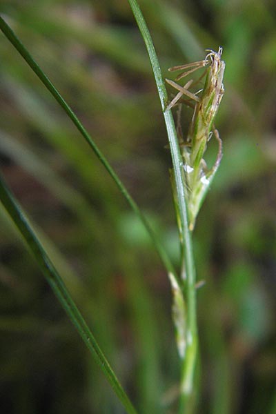 Carex distachya \ Zwei&auml;hrige Segge / Two-Spiked Sedge, Mallorca/Majorca Soller Botan. Gar.  4.4.2012