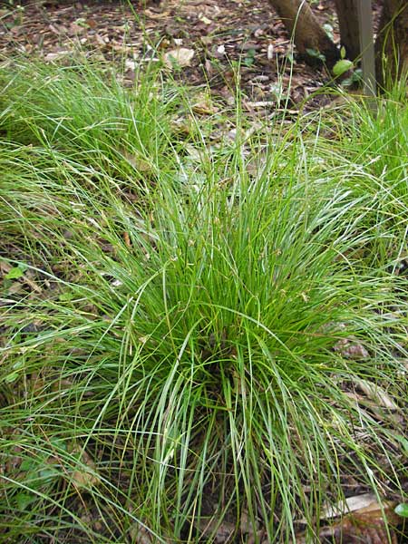 Carex distachya \ Zwei&auml;hrige Segge / Two-Spiked Sedge, Mallorca/Majorca Soller Botan. Gar.  4.4.2012