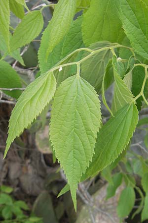 Celtis australis \ Europischer Zrgelbaum, Sdlicher Zrgelbaum / European Nettle Tree, Mallorca/Majorca Galilea 26.4.2011