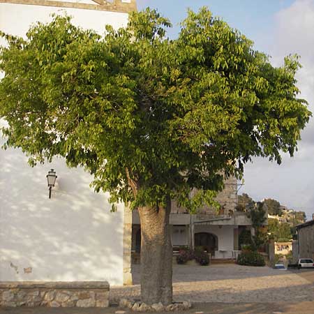 Celtis australis \ Europischer Zrgelbaum, Sdlicher Zrgelbaum / European Nettle Tree, Mallorca/Majorca Galilea 26.4.2011