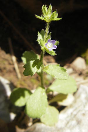 Campanula erinus \ Leberbalsam-Glockenblume / Small Bellflower, Mallorca/Majorca Torrent de Pareis 27.4.2011