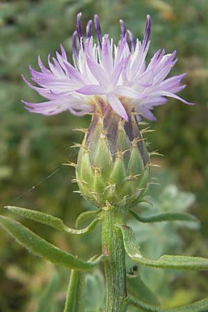 Centaurea aspera \ Raue Flockenblume / Rough Star-Thistle, Mallorca/Majorca Ca'n Picafort 30.4.2011