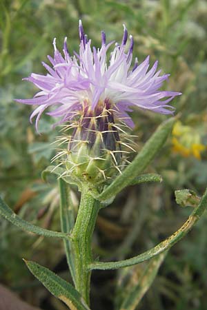 Centaurea aspera \ Raue Flockenblume / Rough Star-Thistle, Mallorca/Majorca Ca'n Picafort 30.4.2011