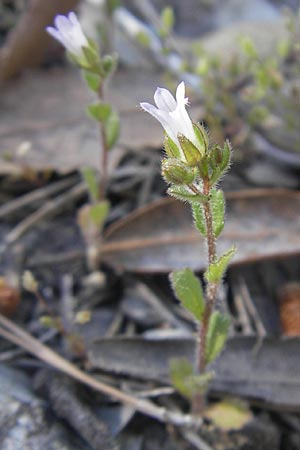 Campanula erinus \ Leberbalsam-Glockenblume / Small Bellflower, Mallorca/Majorca Pollensa 11.4.2012