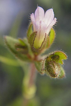 Campanula erinus \ Leberbalsam-Glockenblume / Small Bellflower, Mallorca/Majorca Pollensa 11.4.2012