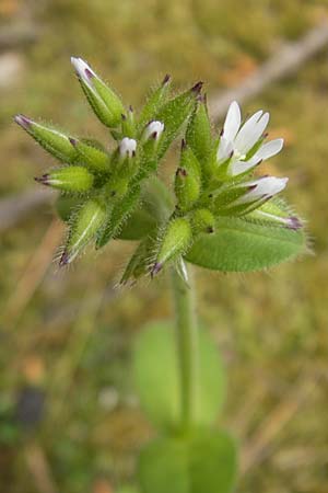 Cerastium glomeratum \ Knuel-Hornkraut / Sticky Mouse-Ear, Mallorca/Majorca Esporles 12.4.2012