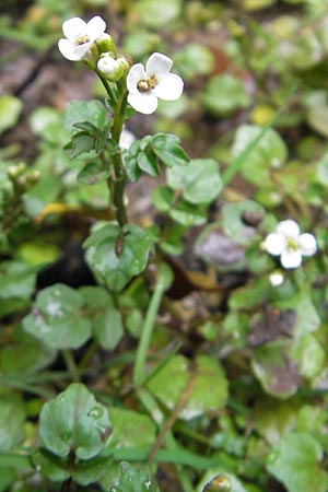 Cardamine hirsuta \ Vielstngeliges Schaumkraut, Behaartes Schaumkraut / Hairy Bitter-Cress, Mallorca/Majorca Lluc 24.4.2011