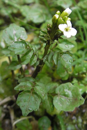 Cardamine hirsuta \ Vielstngeliges Schaumkraut, Behaartes Schaumkraut / Hairy Bitter-Cress, Mallorca/Majorca Lluc 24.4.2011