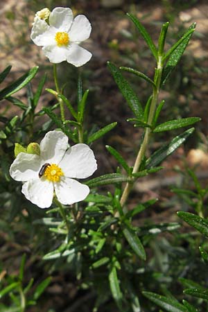 Cistus clusii subsp. multiflorus \ Clusius-Zistrose / Clusius' Rock-Rose, Mallorca/Majorca Soller Botan. Gar.  23.4.2011