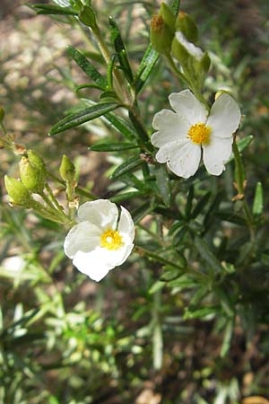 Cistus clusii subsp. multiflorus \ Clusius-Zistrose / Clusius' Rock-Rose, Mallorca/Majorca Soller Botan. Gar.  23.4.2011