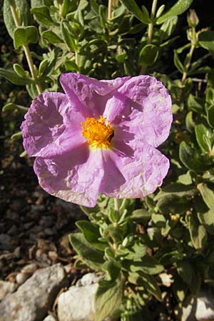 Cistus albidus \ Wei&szlig;liche Zistrose / Grey-Leaved Cistus, Mallorca/Majorca Lluc 23.4.2011