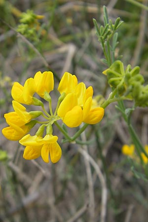 Coronilla juncea \ Binsen-Kronwicke / Narrow-Leaved Scorpion Vetch, Rush-Like Scorpion Vetch, Mallorca/Majorca Andratx 22.4.2011