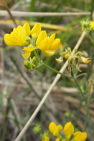 Coronilla juncea \ Binsen-Kronwicke / Narrow-Leaved Scorpion Vetch, Rush-Like Scorpion Vetch, Mallorca/Majorca Andratx 22.4.2011