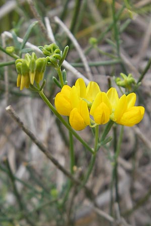 Coronilla juncea \ Binsen-Kronwicke / Narrow-Leaved Scorpion Vetch, Rush-Like Scorpion Vetch, Mallorca/Majorca Andratx 22.4.2011
