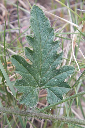 Convolvulus althaeoides \ Malvenbl�ttrige Winde / Mallow Bindweed, Mallorca/Majorca Banyalbufar 23.4.2011