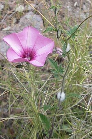 Convolvulus althaeoides \ Malvenbl�ttrige Winde / Mallow Bindweed, Mallorca/Majorca Banyalbufar 23.4.2011