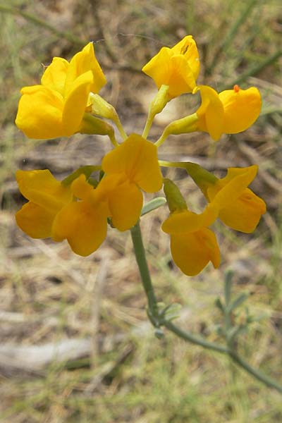 Coronilla juncea \ Binsen-Kronwicke / Narrow-Leaved Scorpion Vetch, Rush-Like Scorpion Vetch, Mallorca/Majorca Sant Elm 29.4.2011