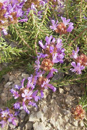Coris monspeliensis \ Stacheltr�ubchen / Montpellier Coris, Mallorca/Majorca Ca'n Picafort 30.4.2011