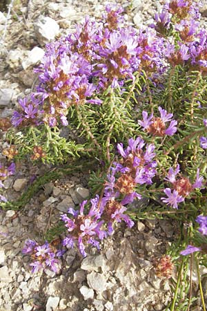 Coris monspeliensis \ Stacheltr�ubchen / Montpellier Coris, Mallorca/Majorca Ca'n Picafort 30.4.2011