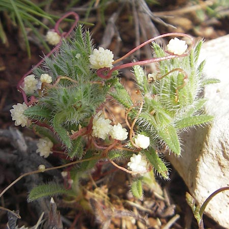 Cuscuta planiflora \ Flachblumige Seide / Red Dodder, Smallseed Dodder, Mallorca/Majorca Andratx 26.4.2011