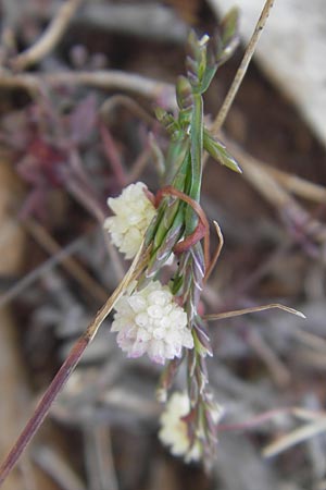 Cuscuta planiflora \ Flachblumige Seide / Red Dodder, Smallseed Dodder, Mallorca/Majorca Andratx 26.4.2011