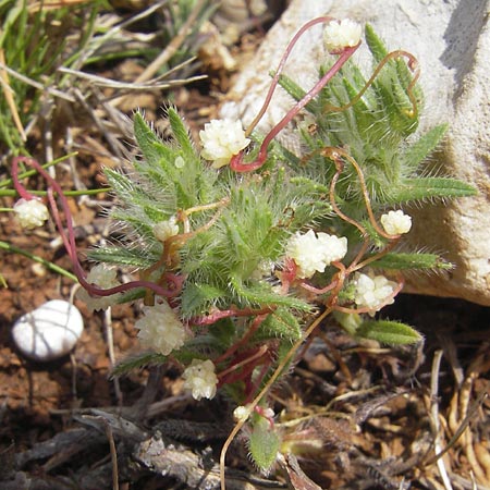 Cuscuta planiflora \ Flachblumige Seide / Red Dodder, Smallseed Dodder, Mallorca/Majorca Andratx 26.4.2011
