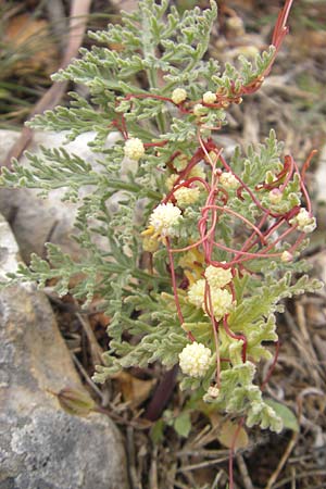 Cuscuta planiflora \ Flachblumige Seide / Red Dodder, Smallseed Dodder, Mallorca/Majorca Andratx 26.4.2011