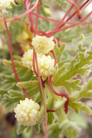 Cuscuta planiflora \ Flachblumige Seide / Red Dodder, Smallseed Dodder, Mallorca/Majorca Andratx 26.4.2011