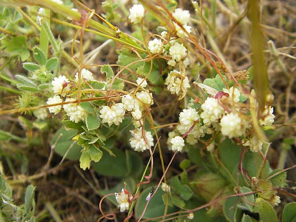 Cuscuta planiflora \ Flachblumige Seide / Red Dodder, Smallseed Dodder, Mallorca/Majorca Andratx 26.4.2011