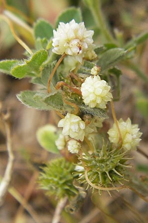Cuscuta planiflora \ Flachblumige Seide / Red Dodder, Smallseed Dodder, Mallorca/Majorca Andratx 26.4.2011