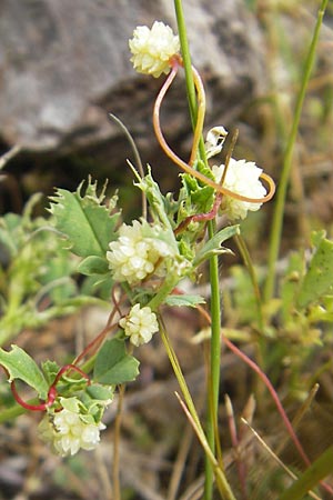 Cuscuta planiflora \ Flachblumige Seide / Red Dodder, Smallseed Dodder, Mallorca/Majorca Andratx 26.4.2011