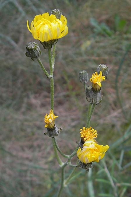 Crepis taraxicifolia \ L&ouml;wenzahnbl&auml;ttriger Pippau / Beaked Hawk's-Beard, Mallorca/Majorca Port de Andratx 3.4.2012