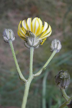 Crepis taraxicifolia \ L&ouml;wenzahnbl&auml;ttriger Pippau / Beaked Hawk's-Beard, Mallorca/Majorca Port de Andratx 3.4.2012
